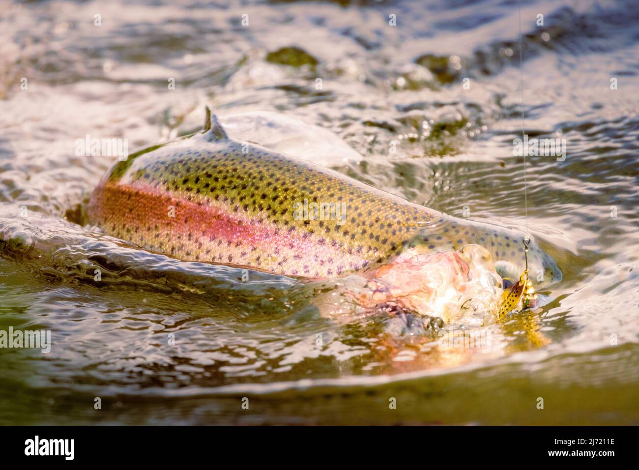 Rainbow trout (Oncorhynchus mykiss) fighting with a lure in its mouth.  Photographed in Shasta County, California, USA and processed to a dreamy look. Stock Photo