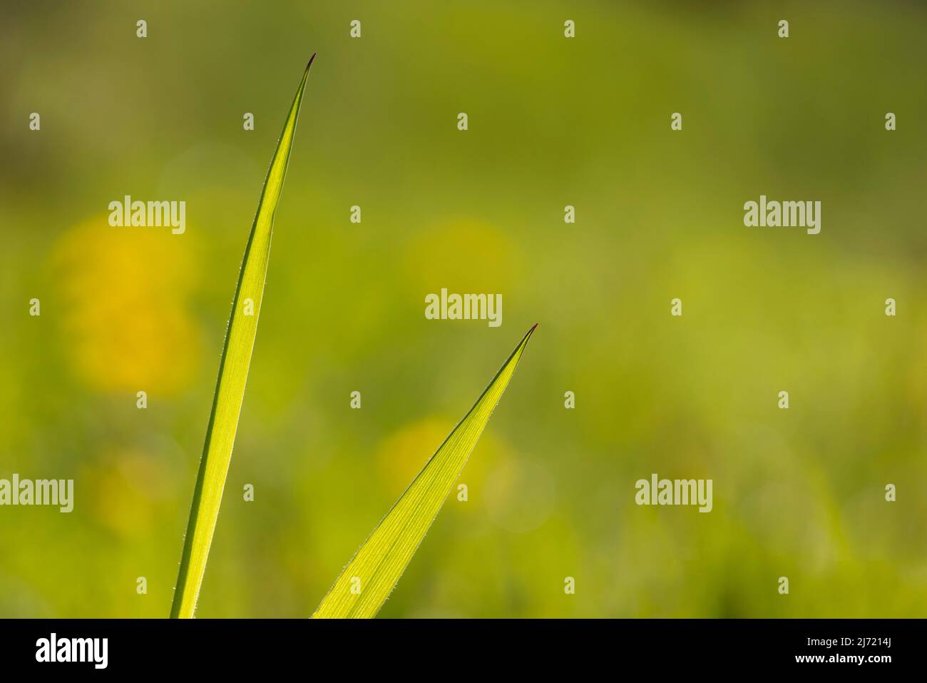 Detailaufnahme eines Grashalm auf der Wiese, Oberoesterreich, Oesterreich Stock Photo