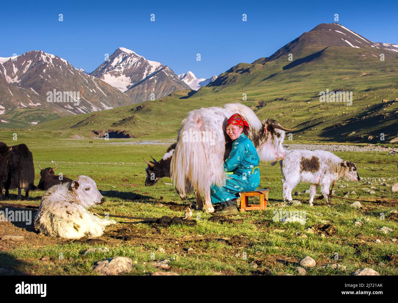 Milking yak in summer under the Mongolian Altai Mountains Stock Photo ...