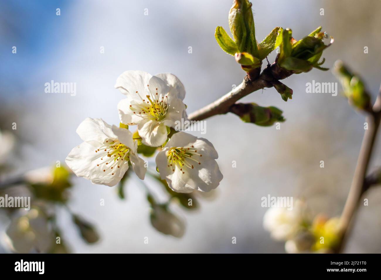 cherry blossoms in bloom on a branch, sunny spring day with blue sky, close-up view Stock Photo