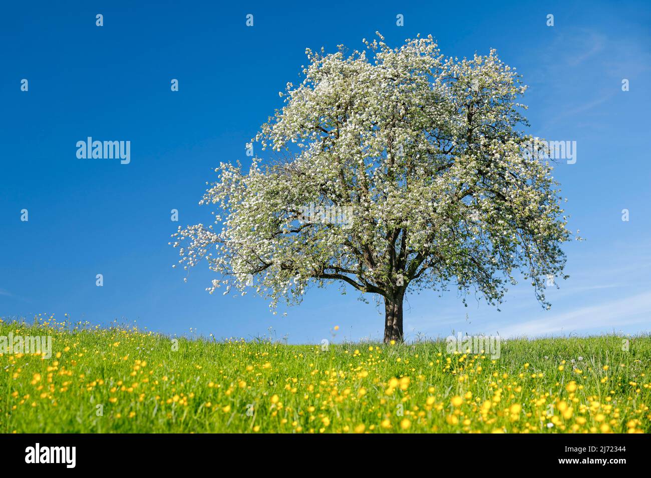Alleinstehender, bluehender Birnbaum auf bluehender Blumenwiese, bei Hombrechtikon im Zuercher Oberland, Schweiz Stock Photo