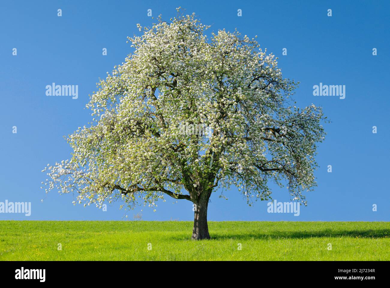Alleinstehender, bluehender Birnbaum auf gruener Wiese, bei Hombrechtikon im Zuercher Oberland, Schweiz Stock Photo