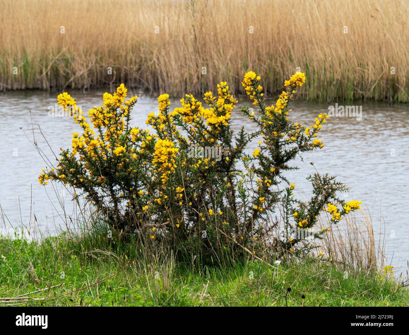 Small gorse bush flowering beside a pond Stock Photo