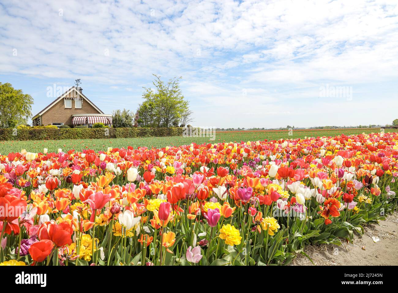 2022-05-04 12:31:24 De Zilk, May 4, 2022. A colorful tulip field in the bulb region. ANP / Dutch Height / Sandra Uittenbogaart netherlands out - belgium out Stock Photo