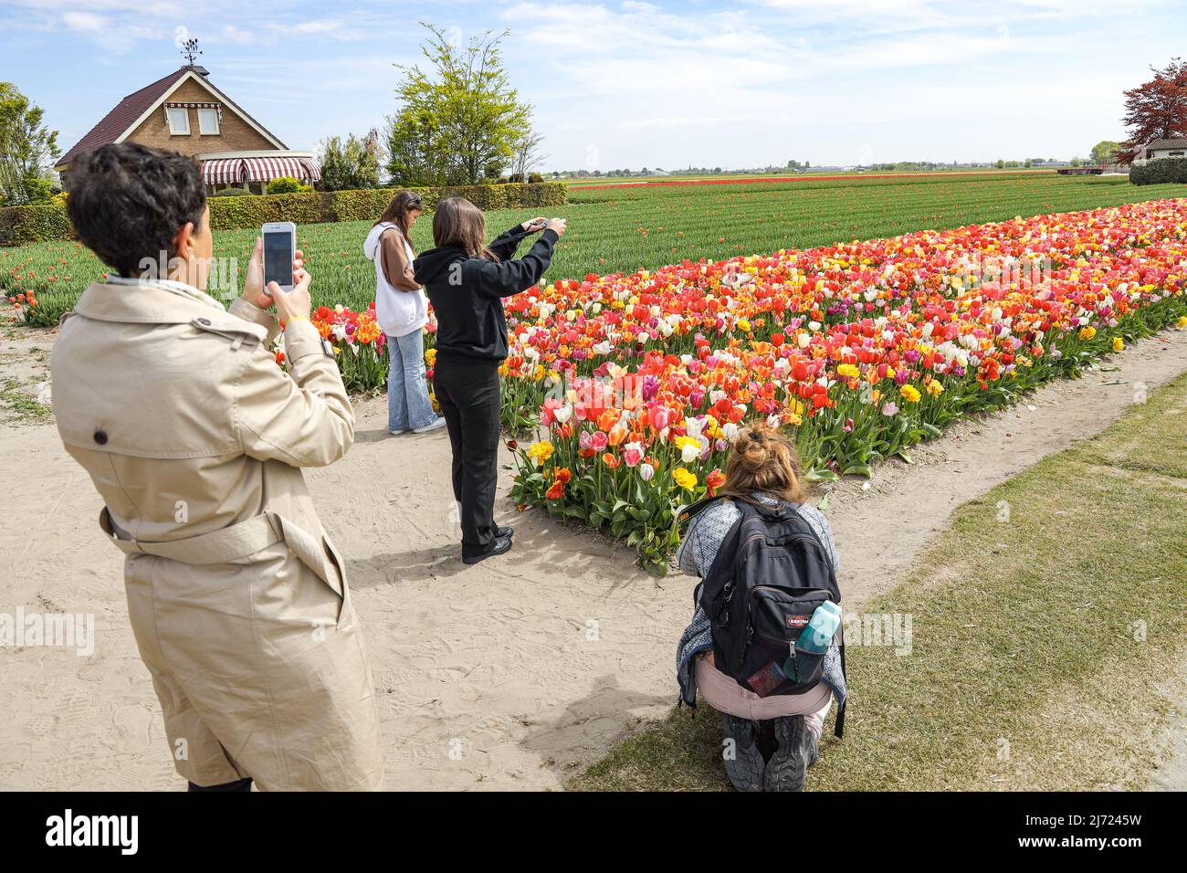 2022-05-04 12:26:18 De Zilk, May 4, 2022. Tourists take pictures of a colorful tulip field in the bulb region. ANP / Dutch Height / Sandra Uittenbogaart netherlands out - belgium out Stock Photo
