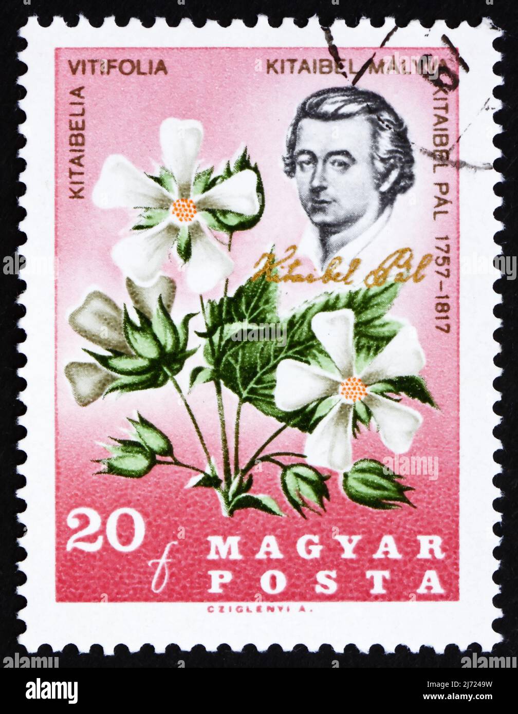 HUNGARY - CIRCA 1967: a stamp printed in the Hungary shows Pal Kitaibel, botanist, chemist, and Kitaibelia Vitifolia, circa 1967 Stock Photo