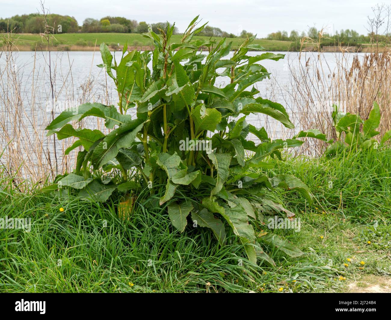 Large dock plant with green leaves beside a pond Stock Photo