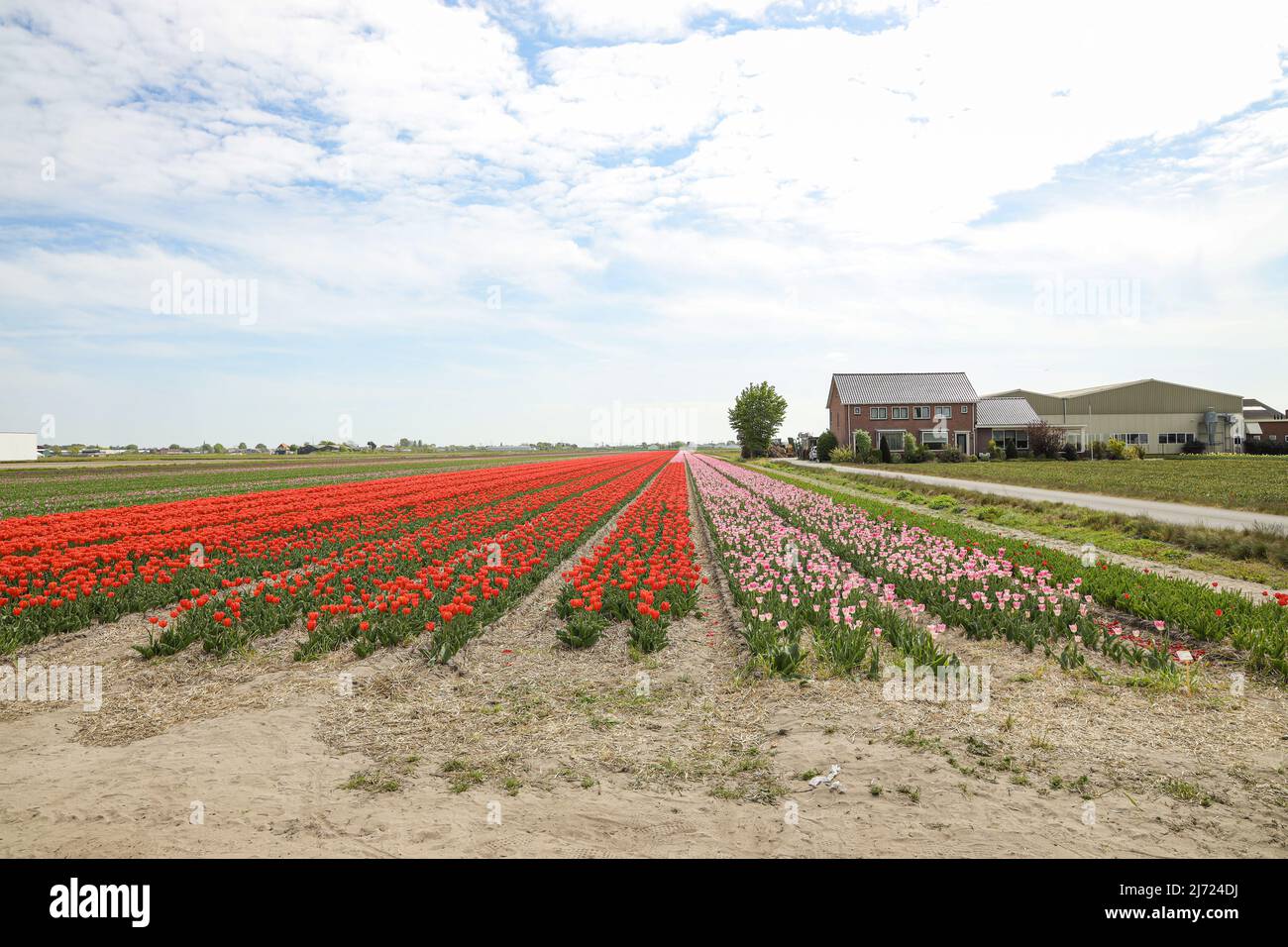2022-05-04 12:44:31 De Zilk, May 4, 2022. The bulb season is coming to an end. A last blooming tulip field near De Zilk. ANP / Dutch Height / Sandra Uittenbogaart netherlands out - belgium out Stock Photo
