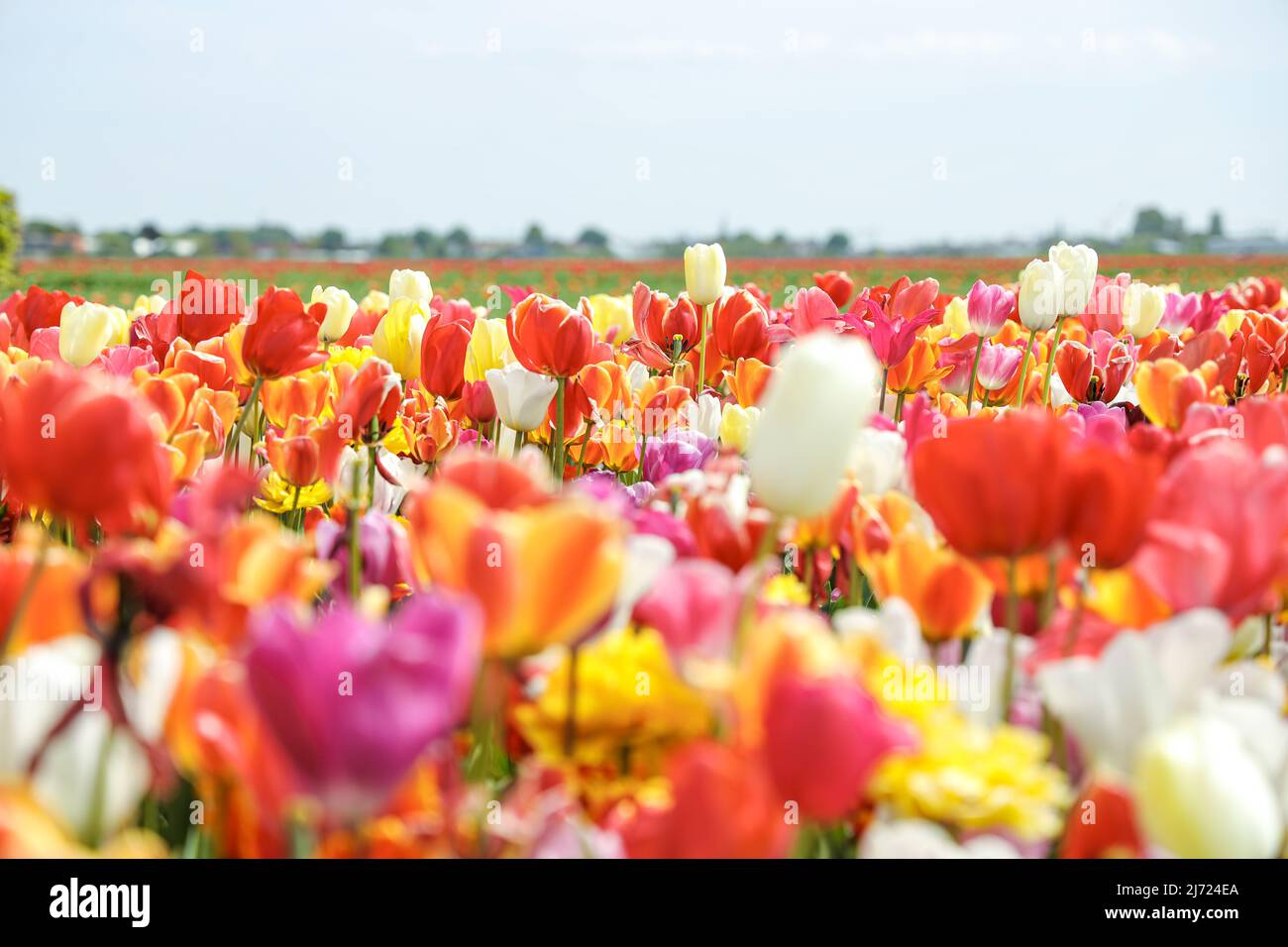 2022-05-04 12:31:44 De Zilk, May 4, 2022. A colorful tulip field in the bulb region. ANP / Dutch Height / Sandra Uittenbogaart netherlands out - belgium out Stock Photo