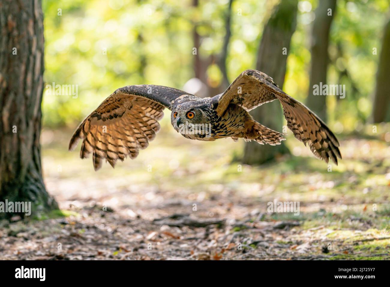 Owl flying in the forest. Euroasian eagle owl with spread wings in flyght.  Action nature from a sunny day. Bubo bubo Stock Photo - Alamy