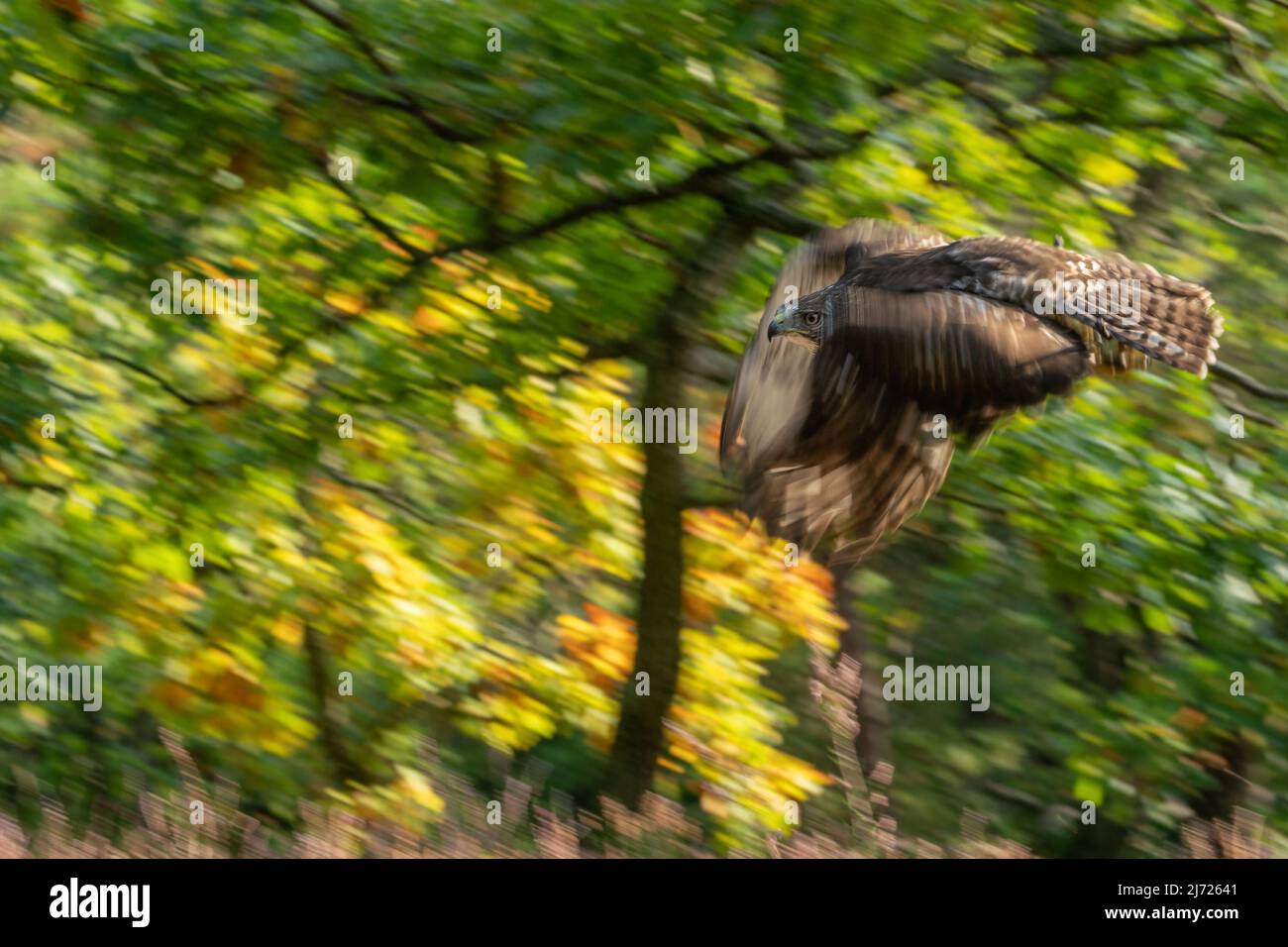 Animal panning photography of red tailed hawk against the backdrop of a leafy autumn forest. Buteo jamaicensis Stock Photo