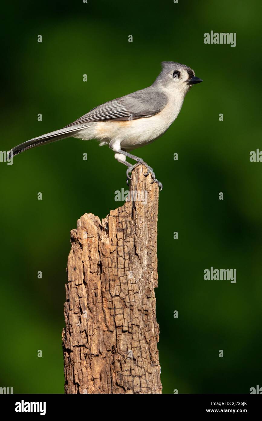 A Tufted Titmouse Perched on a Stump Stock Photo