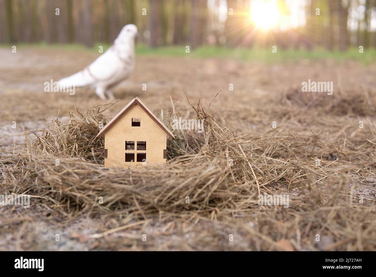 Tiny wooden house in a bird's nest in the woods at sunset. Pigeon choosing a perfect family home. Stock Photo