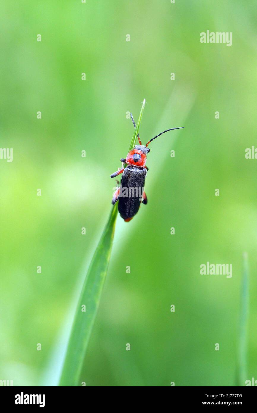 soldier beetle, Weichkäfer, Moine, Cantharis rustica, suszterbogár, Budapest, Hungary, Magyarország, Europe Stock Photo
