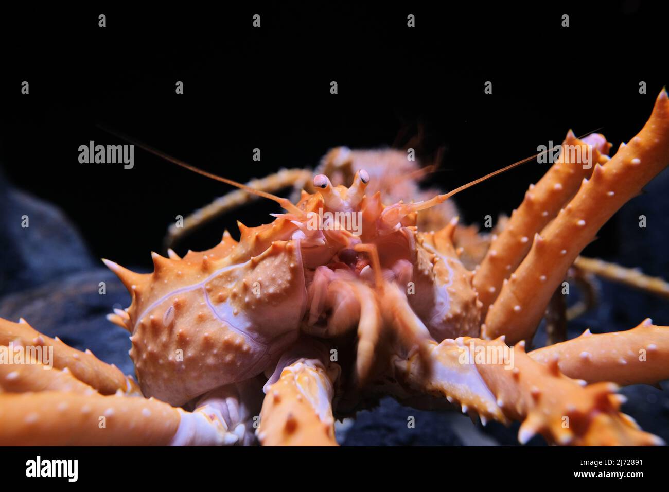 Spiny king crab, Paralithodes rathbuni, close-up details; descendent of the hermit crab. Stock Photo