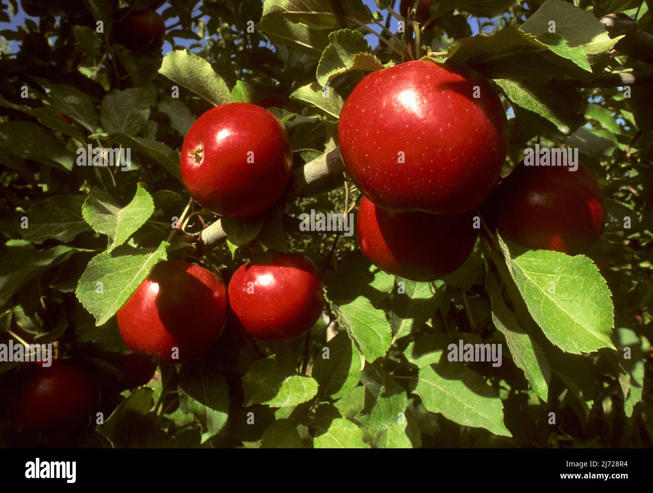 Apples on a tree Stock Photo - Alamy