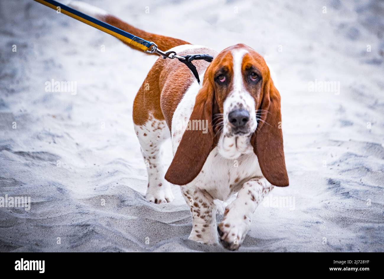 Basset Hound walking on the beach Stock Photo Alamy