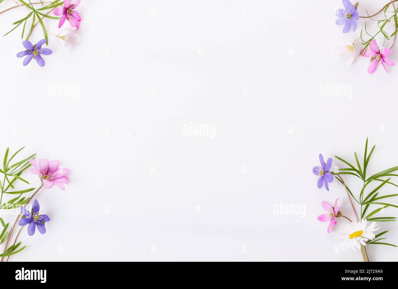 Delicate small wildflowers in pink, blue, purple on a white background Stock Photo