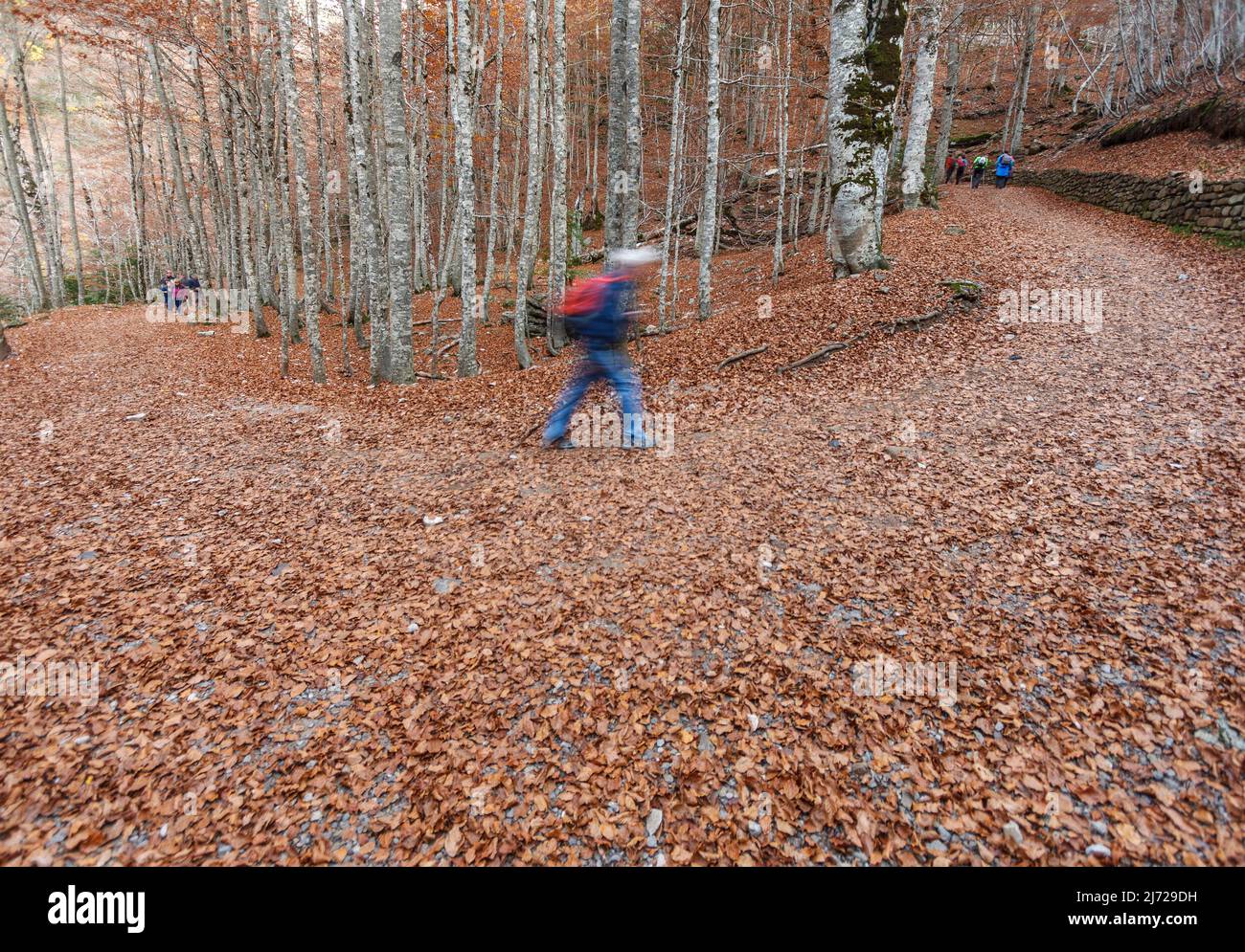Hikers at forest in autumn, Ordesa and Monte Perdido national park, Pyrenees, Spain Stock Photo