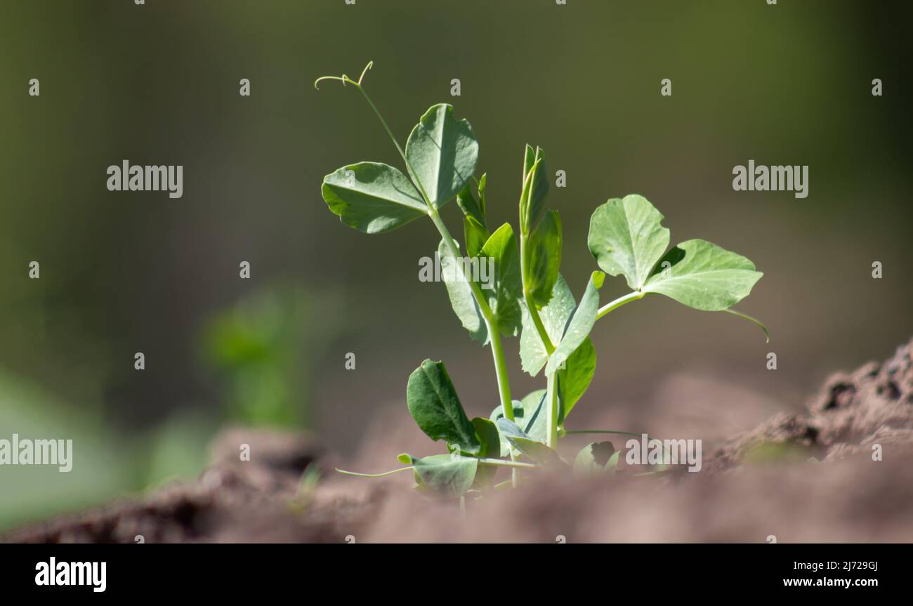 Sprout pea growing in the soil Stock Photo
