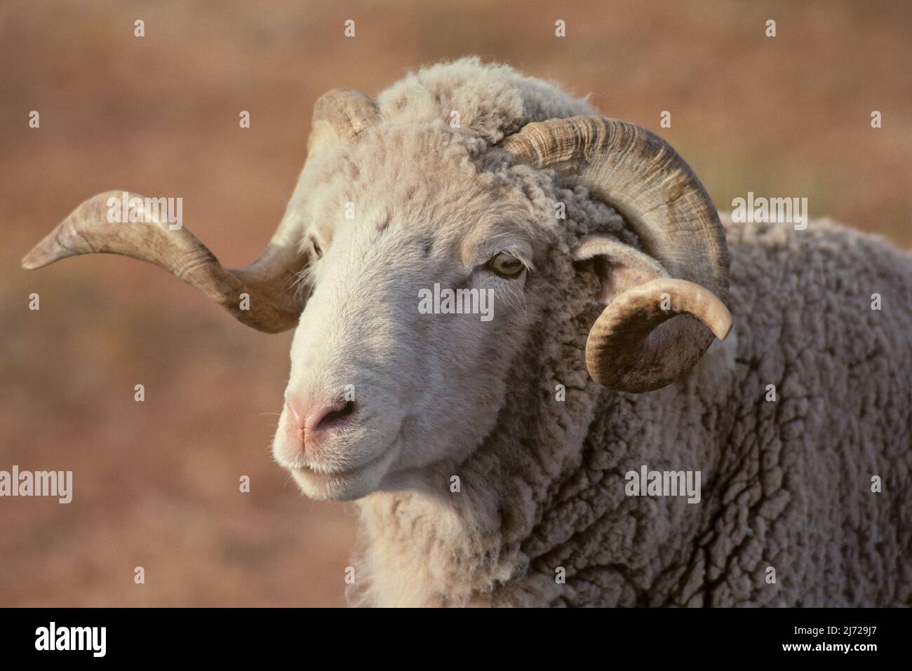 Curled ram horns hi-res stock photography and images - Alamy