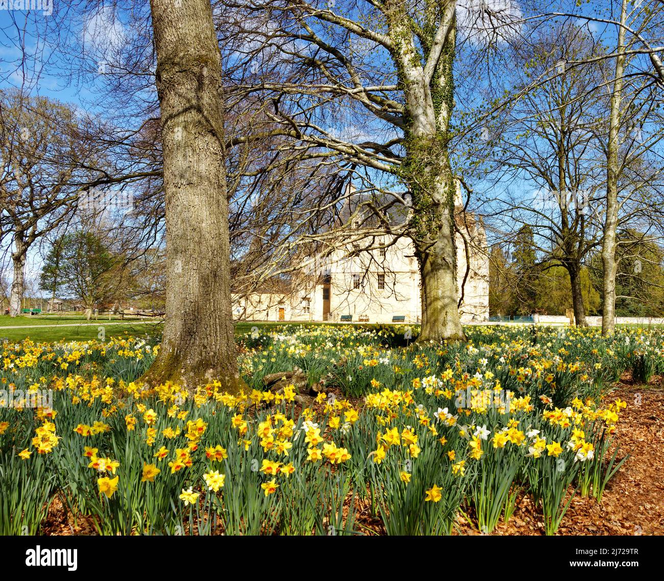 Brodie castle spring hires stock photography and images Alamy