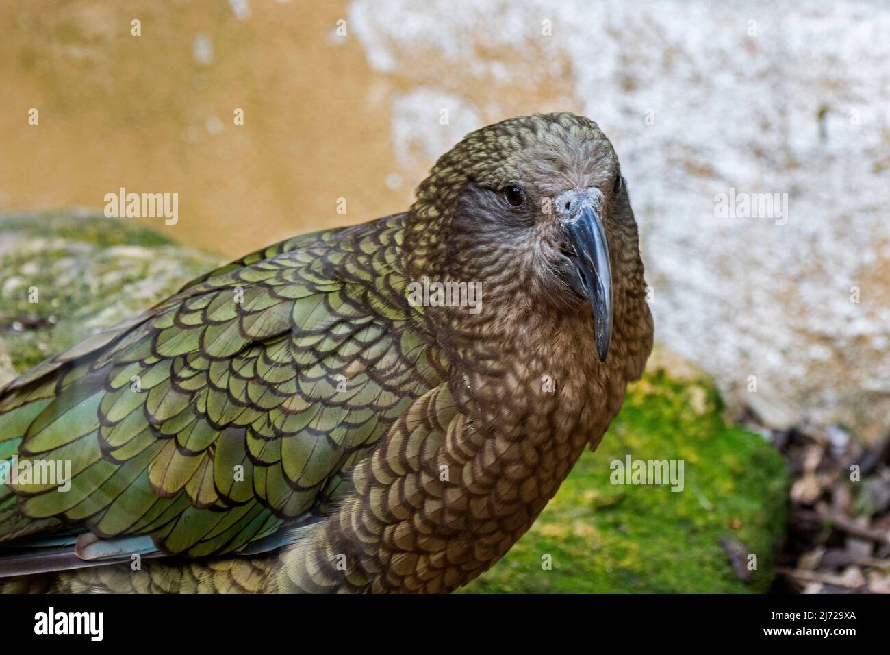 Close-up portrait of kea (Nestor notabilis), large parrot native to the forested and alpine regions of the South Island of New Zealand Stock Photo