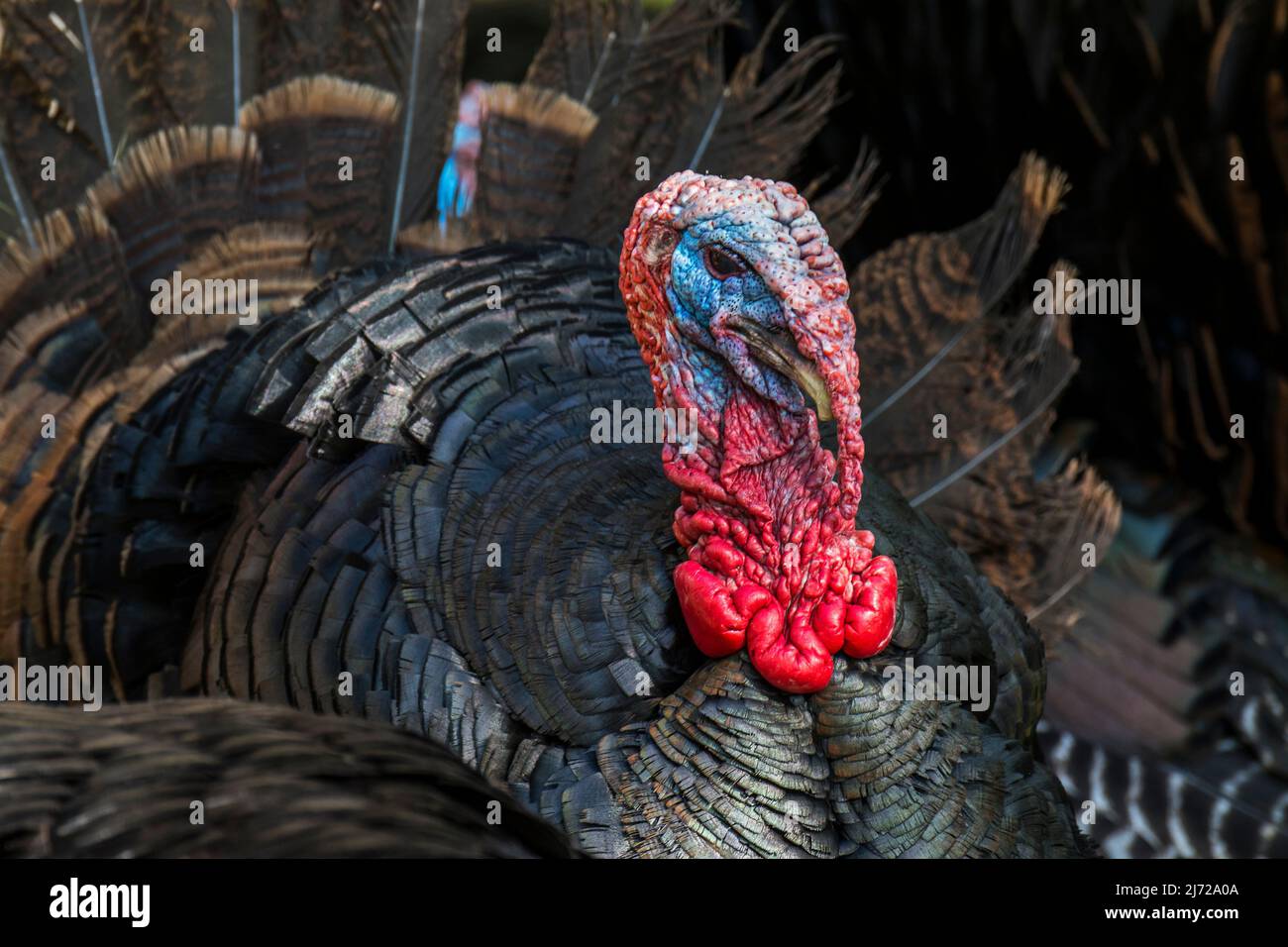 Wild turkey (Meleagris gallopavo) male / tom / gobbler showing featherless head and red wattles on the throat and neck, native to North America Stock Photo