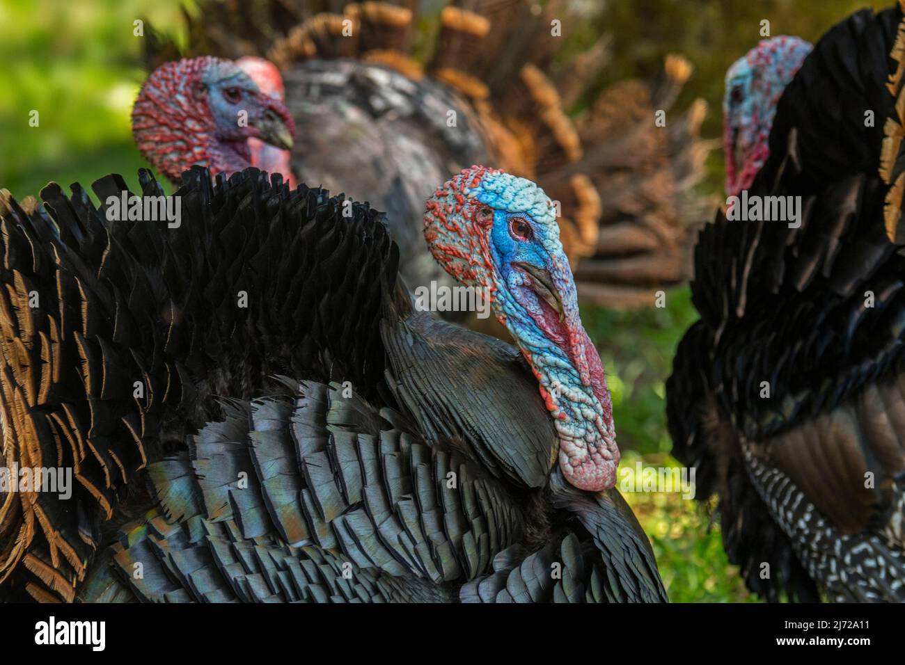 Three wild turkeys (Meleagris gallopavo) males / toms / gobblers showing featherless heads and red wattles on throat and neck, native to North America Stock Photo