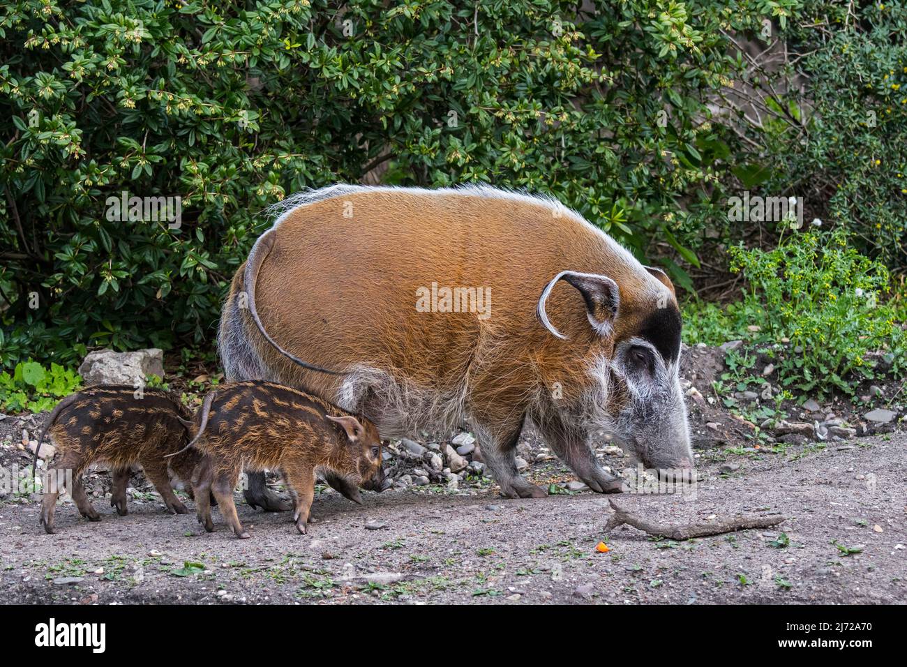 Red river hog / bushpig (Potamochoerus porcus) female / sow foraging with piglets, native to the rain forests of Congo and Gambia Stock Photo