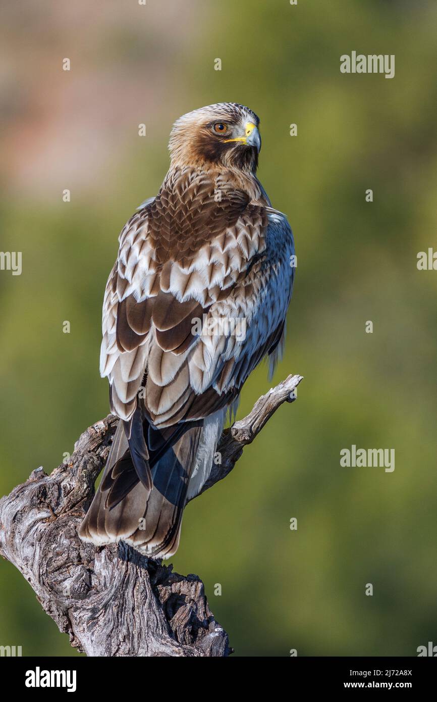 Booted eagle, Hieraaetus pennatus, perched on a branch Stock Photo