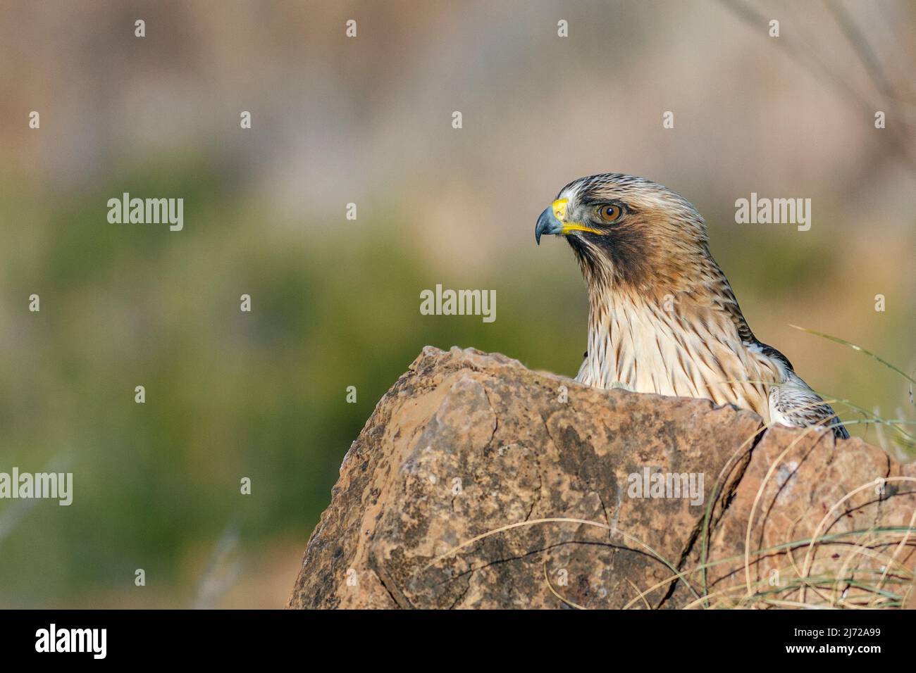 Booted eagle, Hieraaetus pennatus Stock Photo