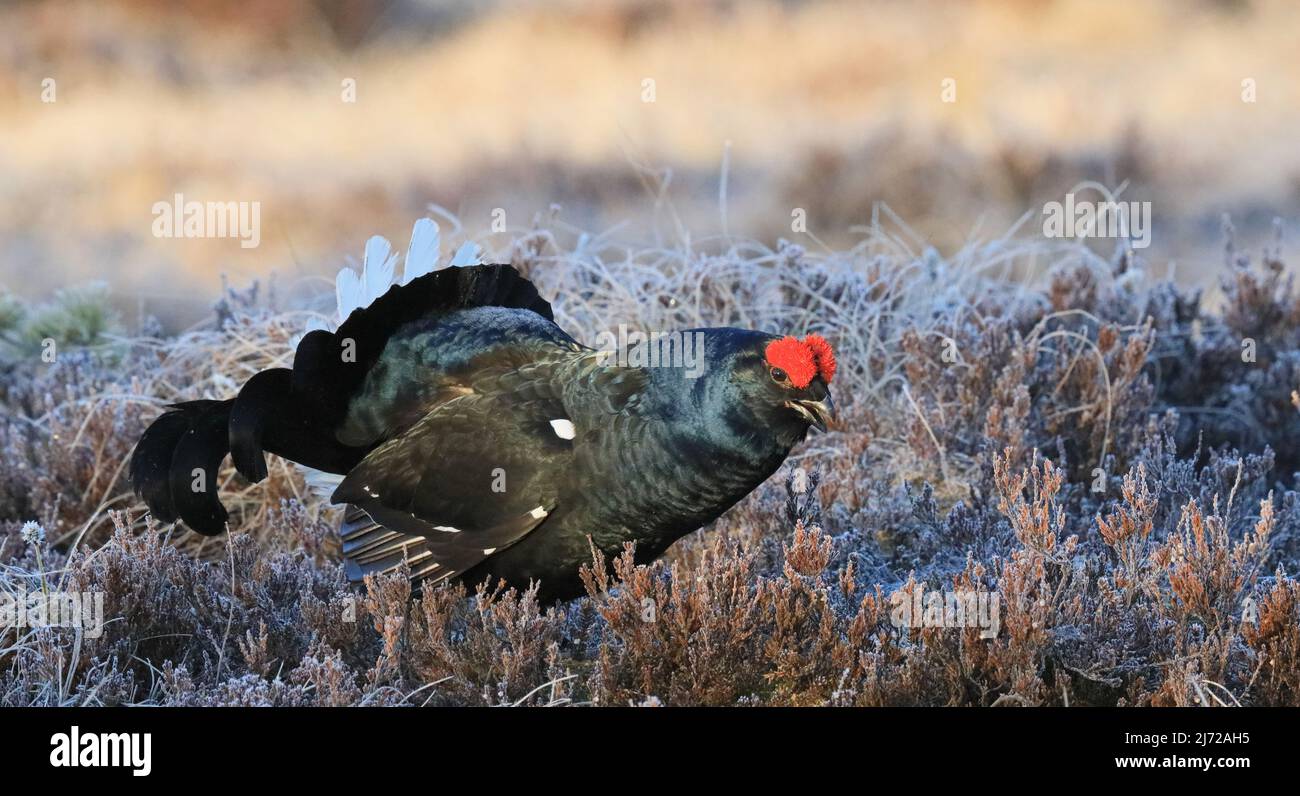 Black Grouse cock on leking mire Stock Photo