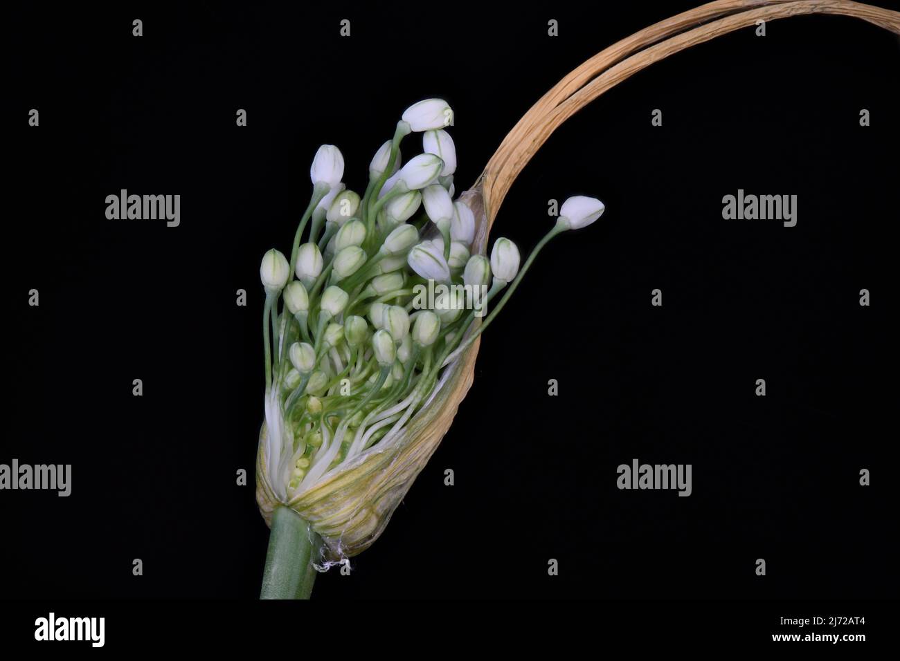 Allium carinatum flower bud Stock Photo