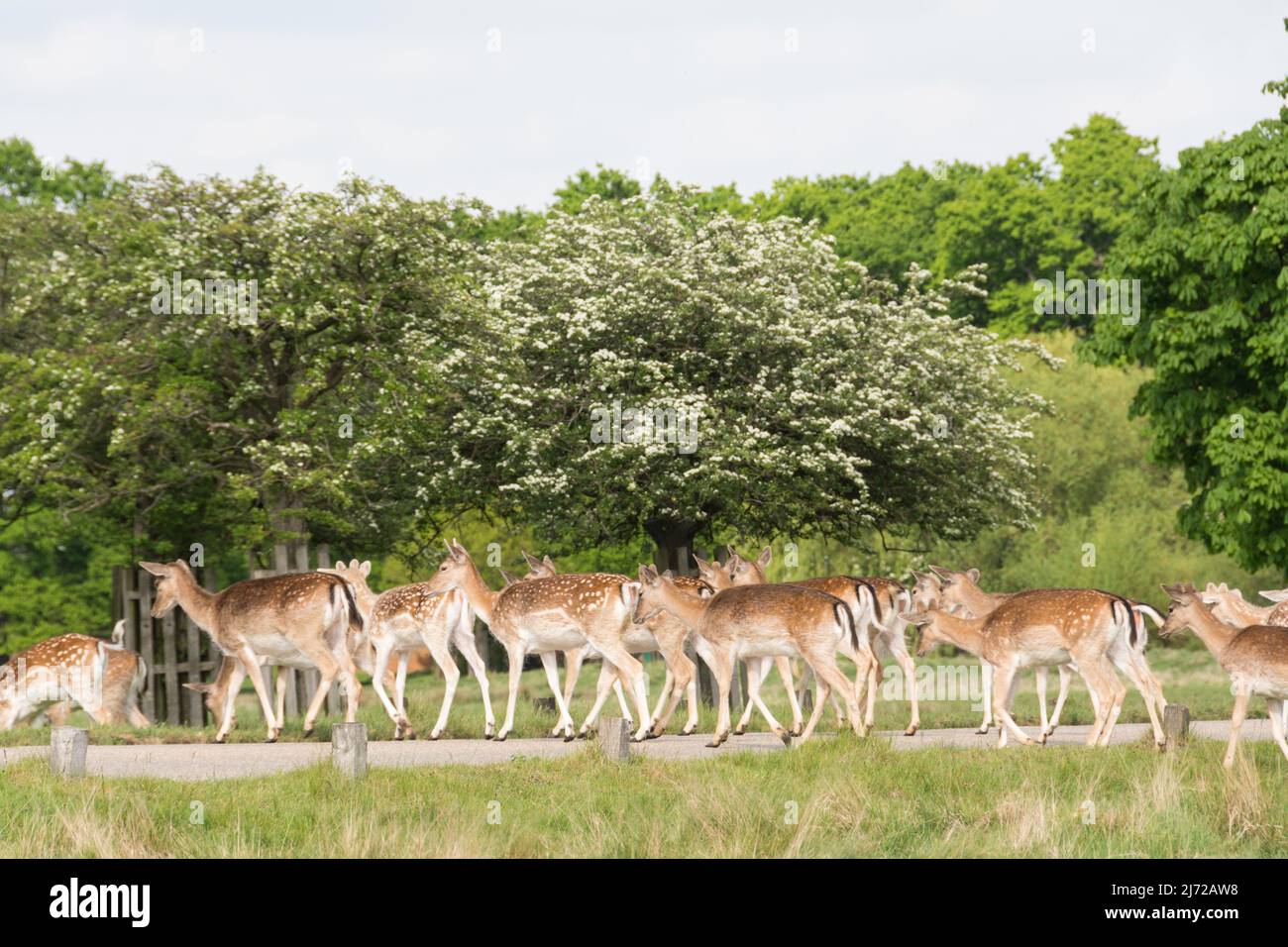 London, England, UK. 5 May 2022.  Recently born fallow deer fawns crossing the road in Richmond Park, London, England, UK Stock Photo