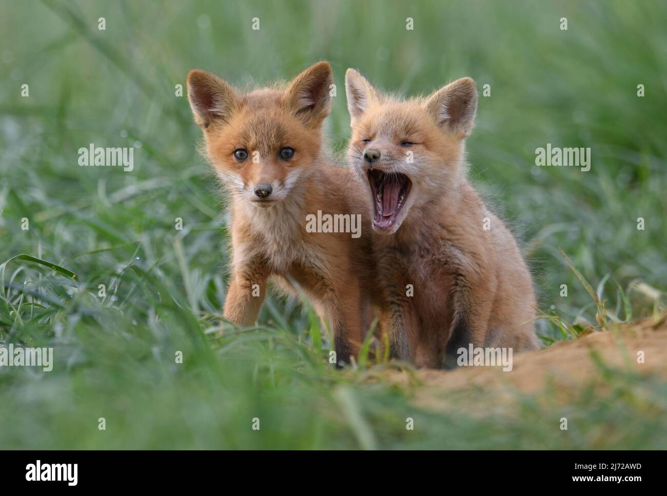 Red fox kits or pups at a den Stock Photo Alamy