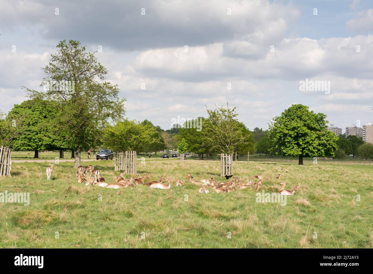 London, England, UK. 5 May 2022.  Recently born fallow deer fawns in Richmond Park, London, England, UK Stock Photo