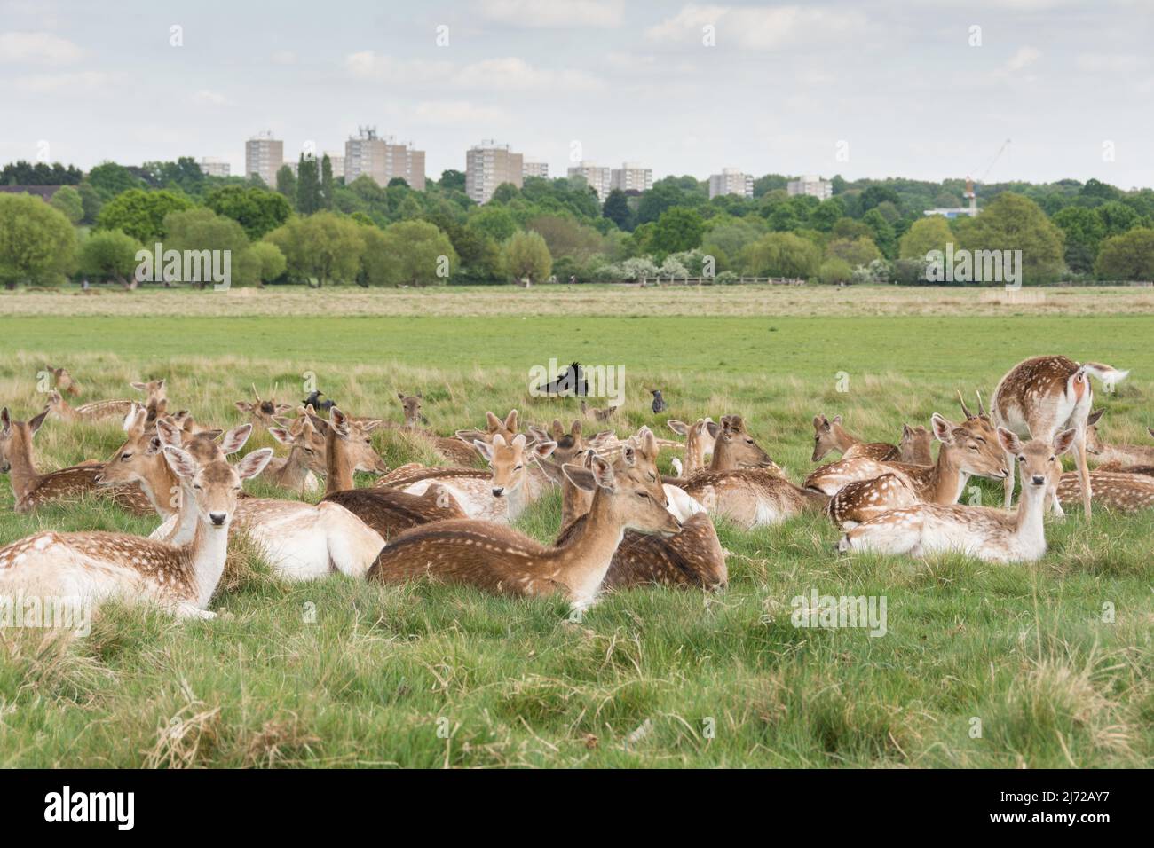 London, England, UK. 5 May 2022.  The Alton Estate and recently born fallow deer fawns in Richmond Park, London, England, UK Stock Photo