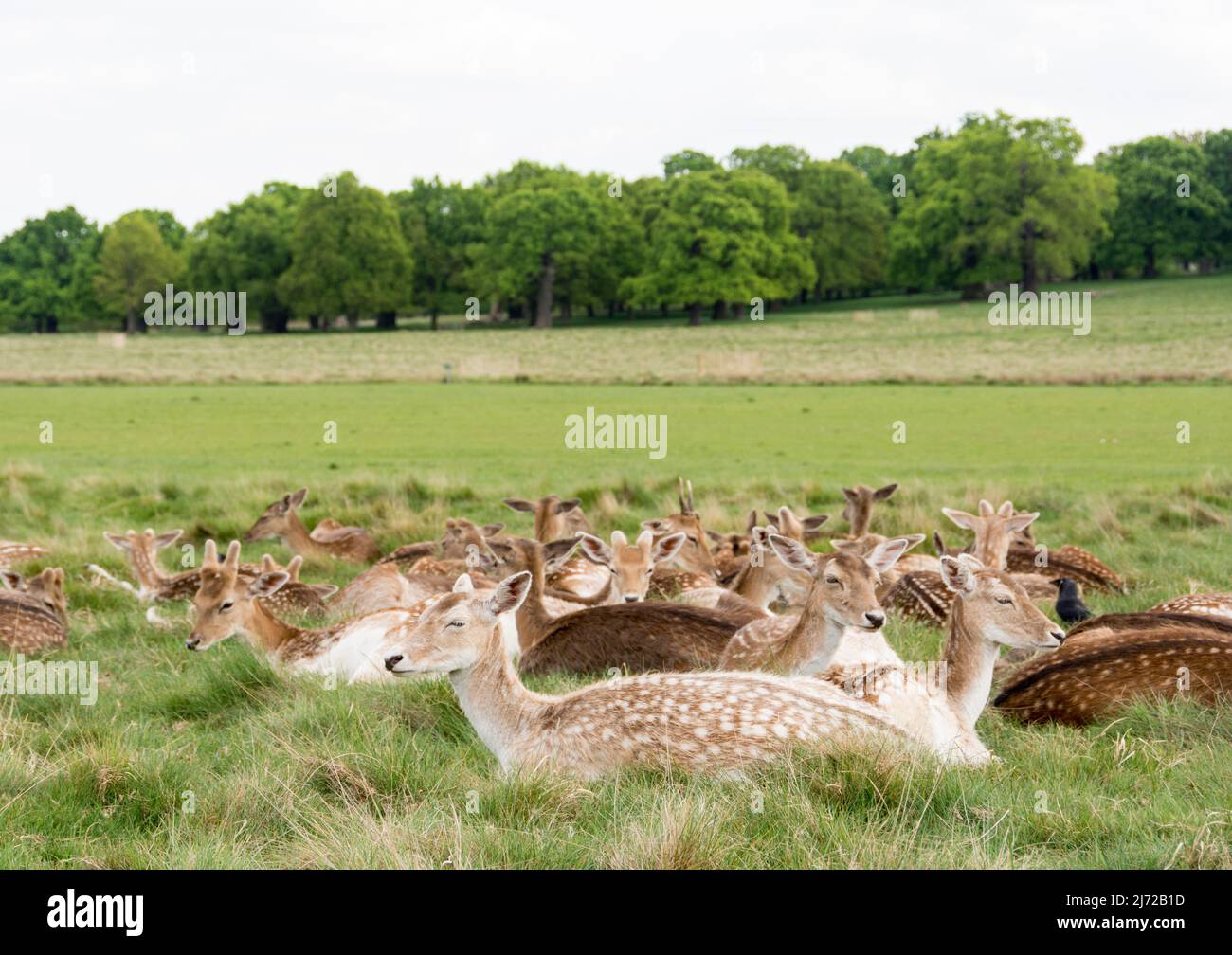 London, England, UK. 5 May 2022.  Recently born fallow deer fawns in Richmond Park, London, England, UK Stock Photo