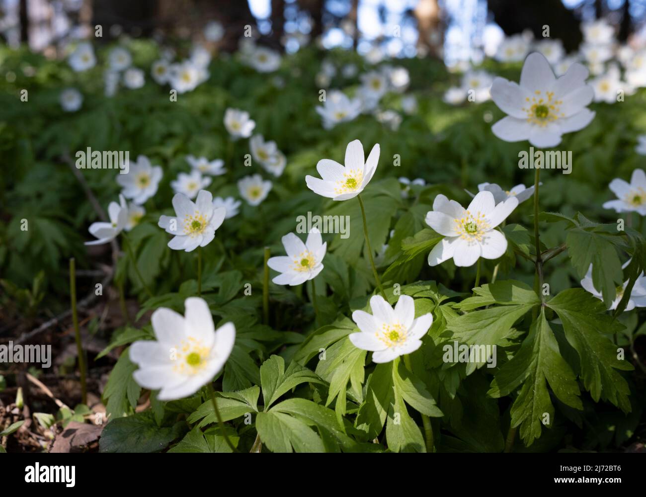 Anemonoides nemorosa, the wood anemone, is an early-spring flowering ...