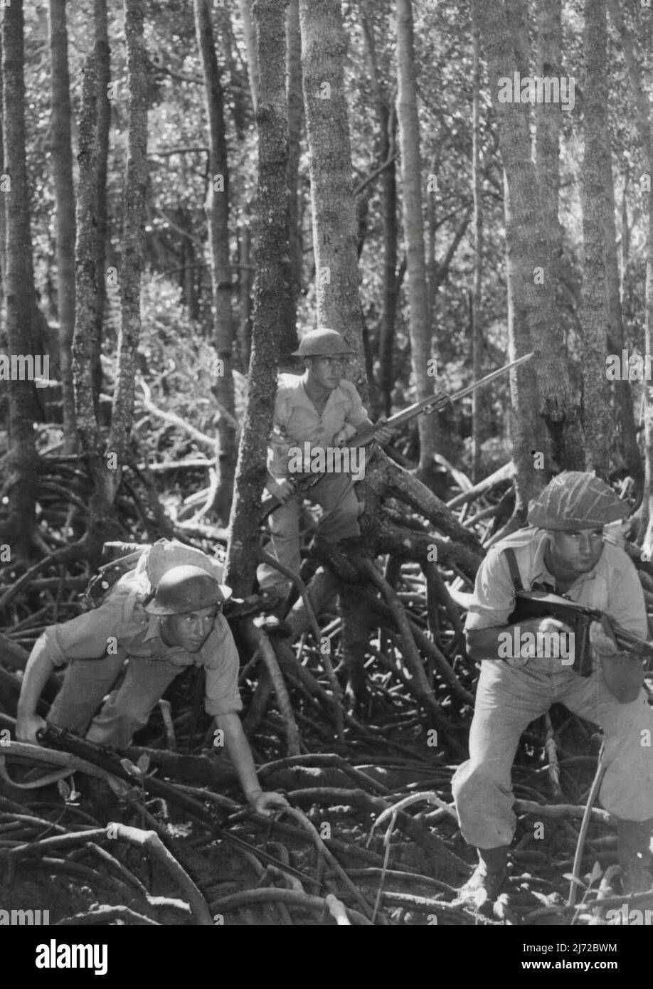 Infantry Training In North-West Area -- Training for Australian soldiers in thick mangrove swamps. Picture show troops advancing cautiously over tangled roots of mangroves in swampy country. August 16, 1943. (Photo by H. Rodda). Stock Photo