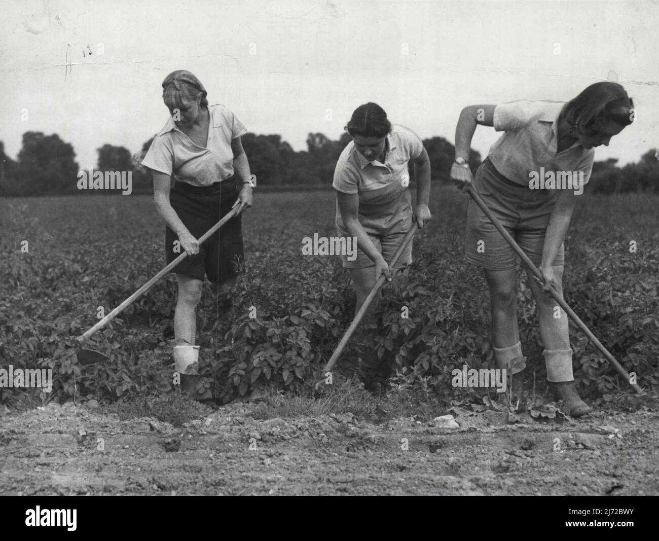 Land Girls From The Stage - Right to Left. Freda Bamford, the actress ***** played in a Little Ladyship, Anne Melville, the farmer's daughter who was a florist at Claridges Hotel before the war, and Barbara Nixon, who before the war was a stage dress designer, tilling the soil. The work enables them to get that seaside sun-tan. The coming harvest time finds the land girls ready and strong for the task. The girls are recruited from all walks of life. November 10, 1940. (Photo by London News Agency Photos Ltd.). Stock Photo