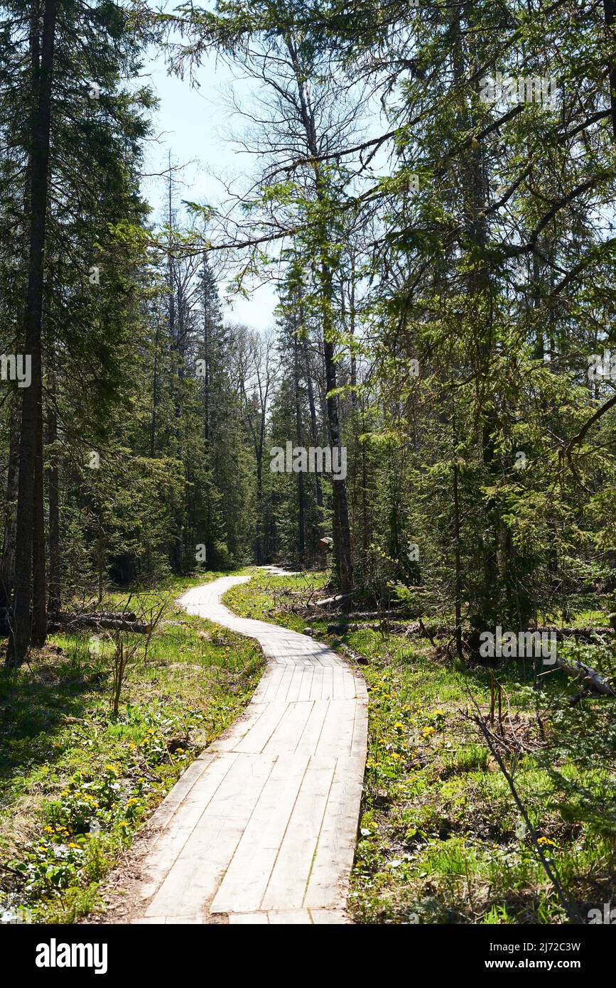 Long walking path running through wild beautiful forest on a sunny day Stock Photo