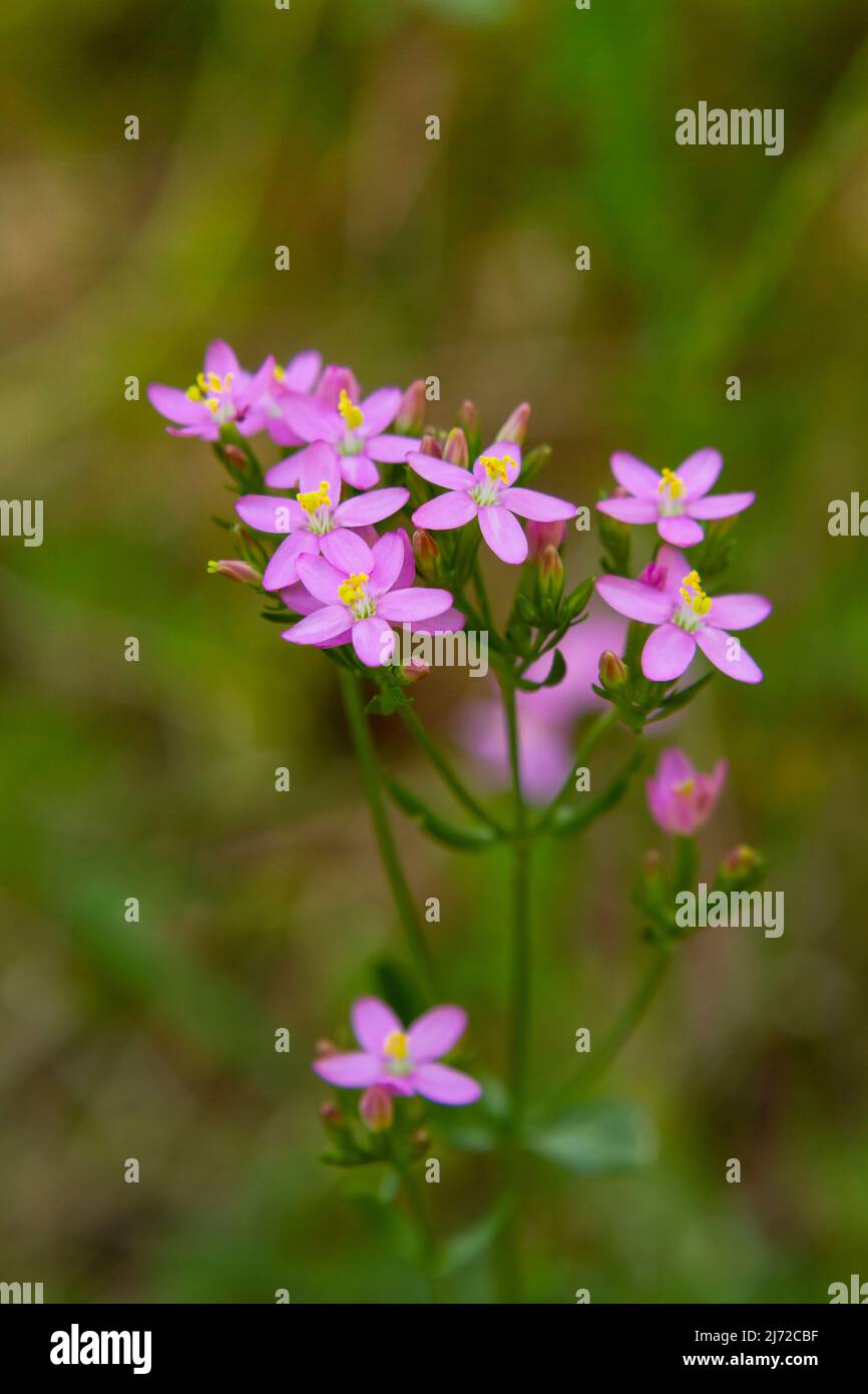 Small pink flowers with yellow centers of the Centaurium erythraea herb, also known as common centaury, feverwort, bitter herb, and European Centaury. Stock Photo