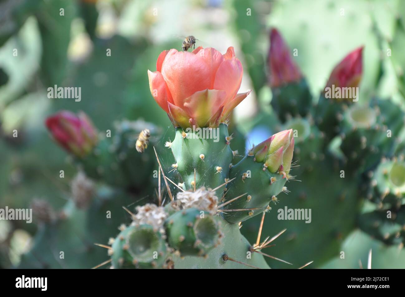 Indian fig opuntia, barbary fig, cactus pear in blossom. Prickly pears cactus.Opuntia ficus-indica with pink flowers. Stock Photo