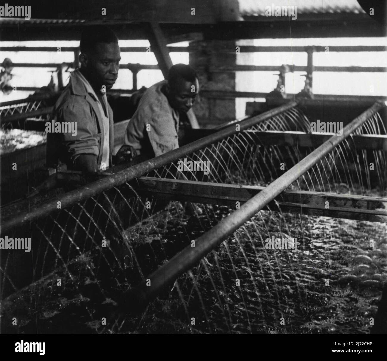 Fiber Board Factory - Washing the pulp produced from the autoclave. One of a series taken at the East African Industrial Management Board's Fibre Board factory at Thika. September 13, 1951. (Photo by British Official Photograph). Stock Photo