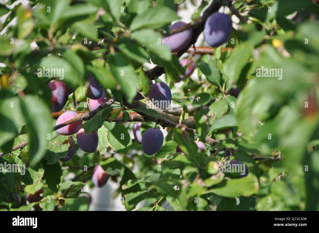 Plums on a tree dark tasty plums on a green branch behind sunlight