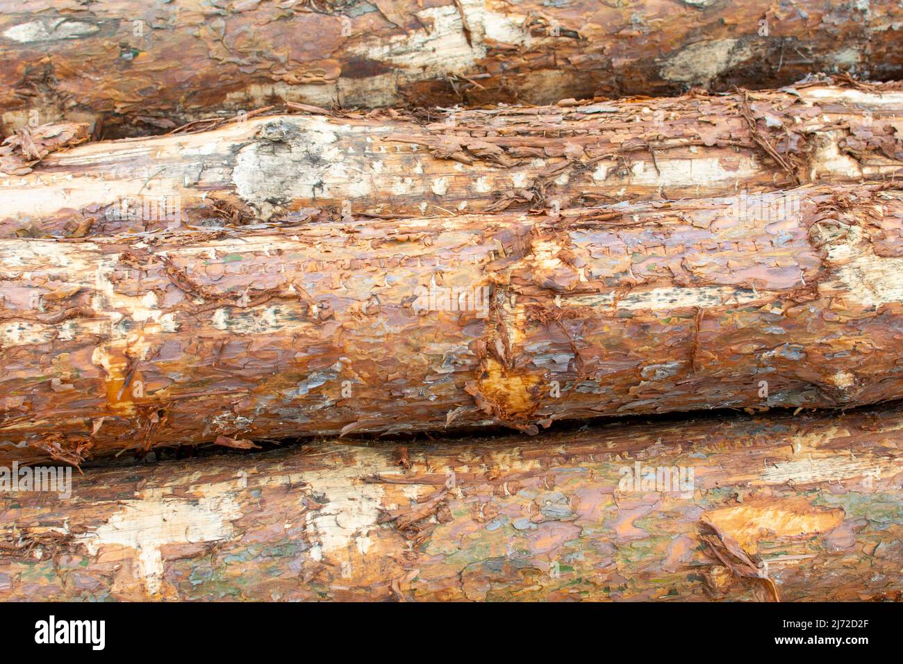 A pile of felled trees as a natural background Stock Photo - Alamy