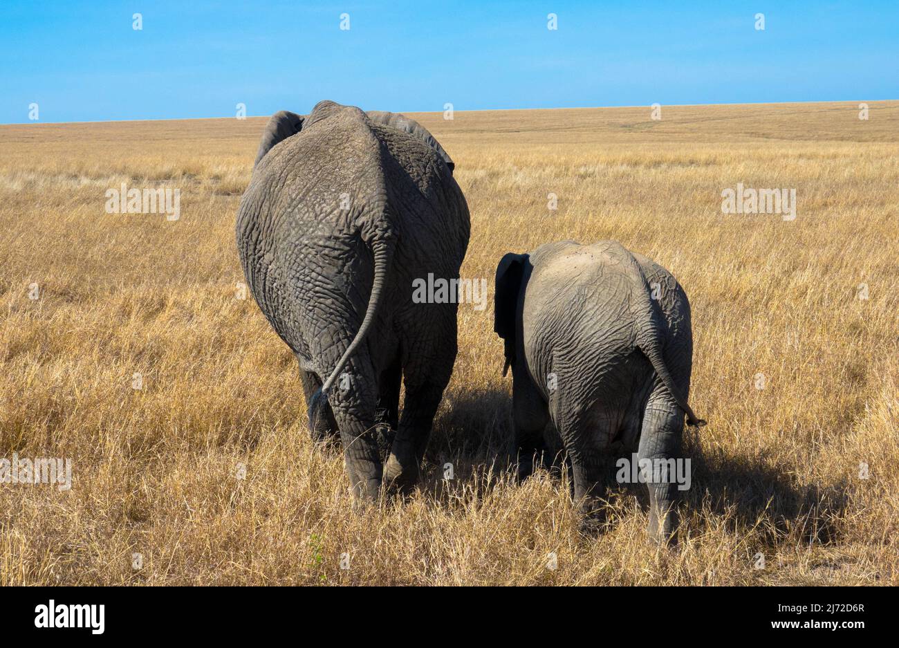 Mother Elephant and Calf walking through the savannah of african national park. Seen at game drive in african landscape. Stock Photo