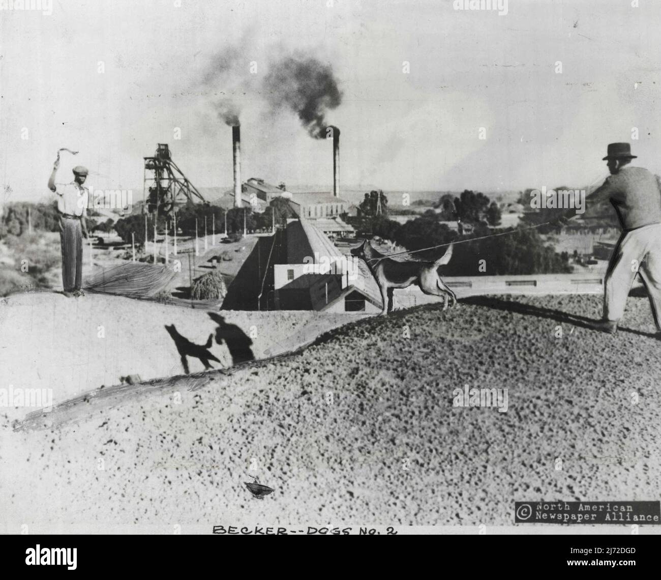 Becker--Dogs No. 2 Alsatian on grand at one of the Kimberley Diamond ...